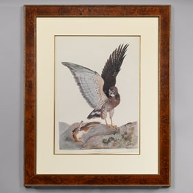 Carroll Tyson - Broad-Wing Hawk with Red Squirrel
