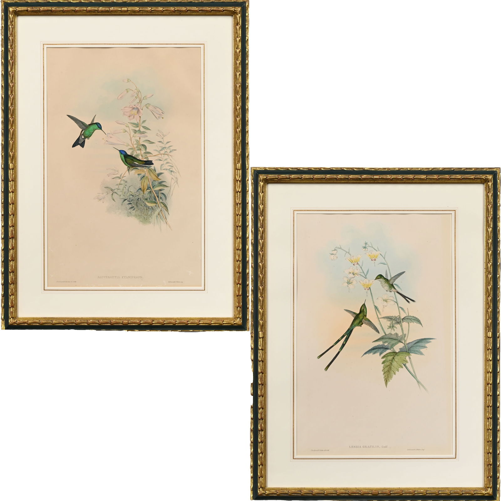 Gould & Richter - Pair Hummingbird Lithographs (1 of 16)