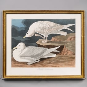 J.J. Audubon - White-Winged Silvery Gull