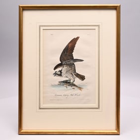 John James Audubon - Common Osprey . Fish Hawk