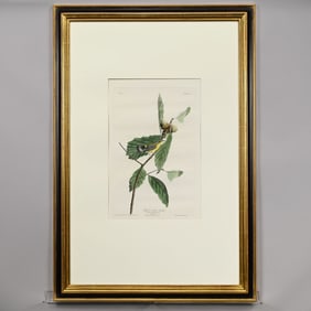 John James Audubon - Black and Yellow Warbler