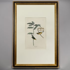 John James Audubon - Hooded Warbler