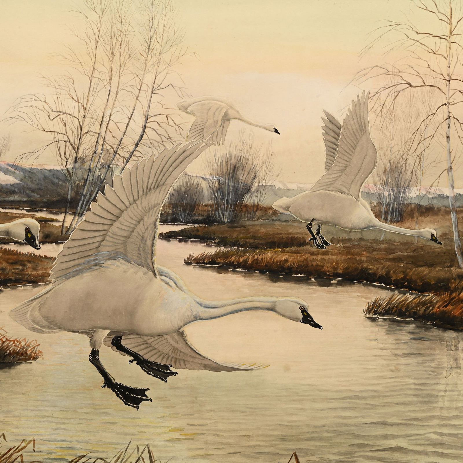 Rex Brasher - Trumpeter Swans - 3