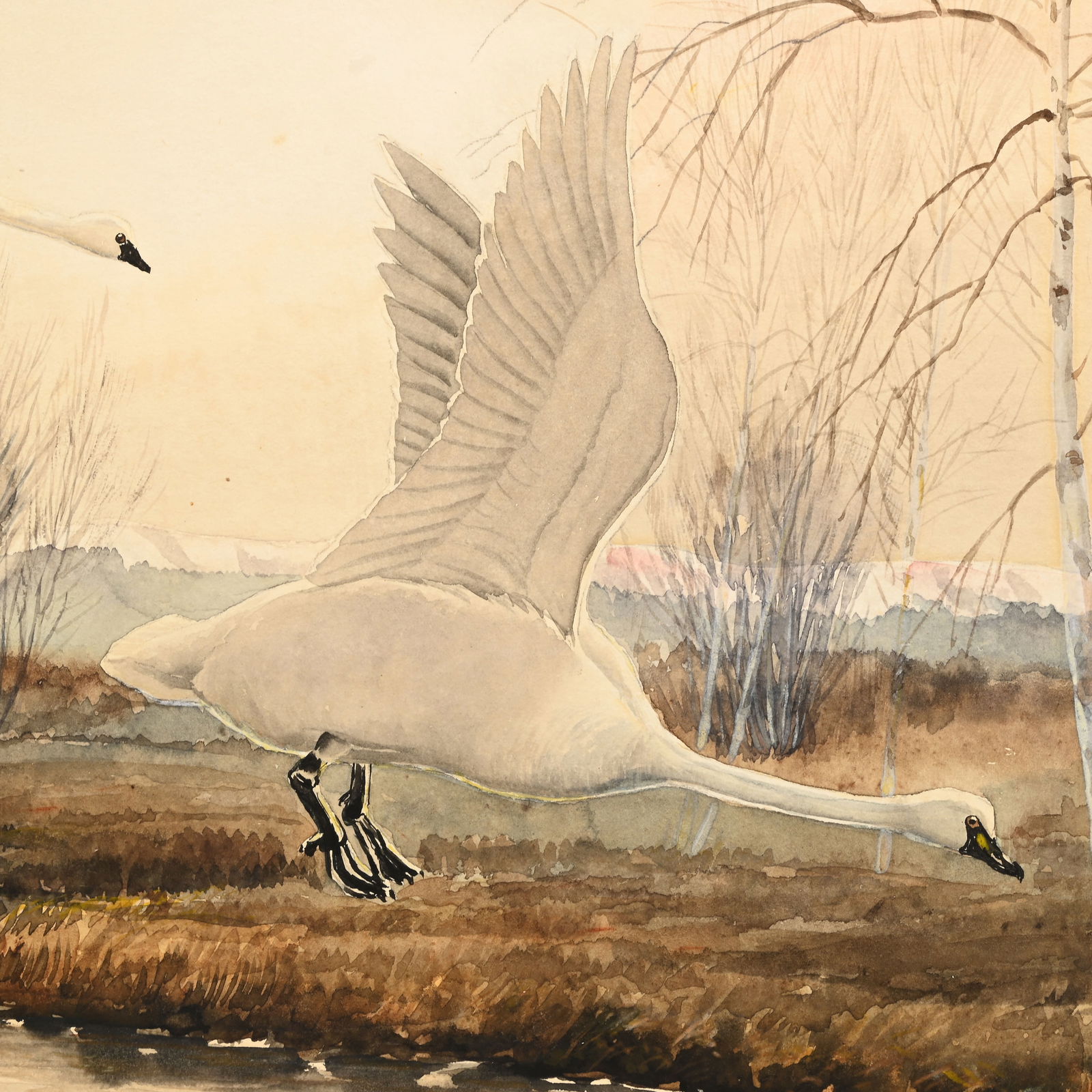 Rex Brasher - Trumpeter Swans - 4