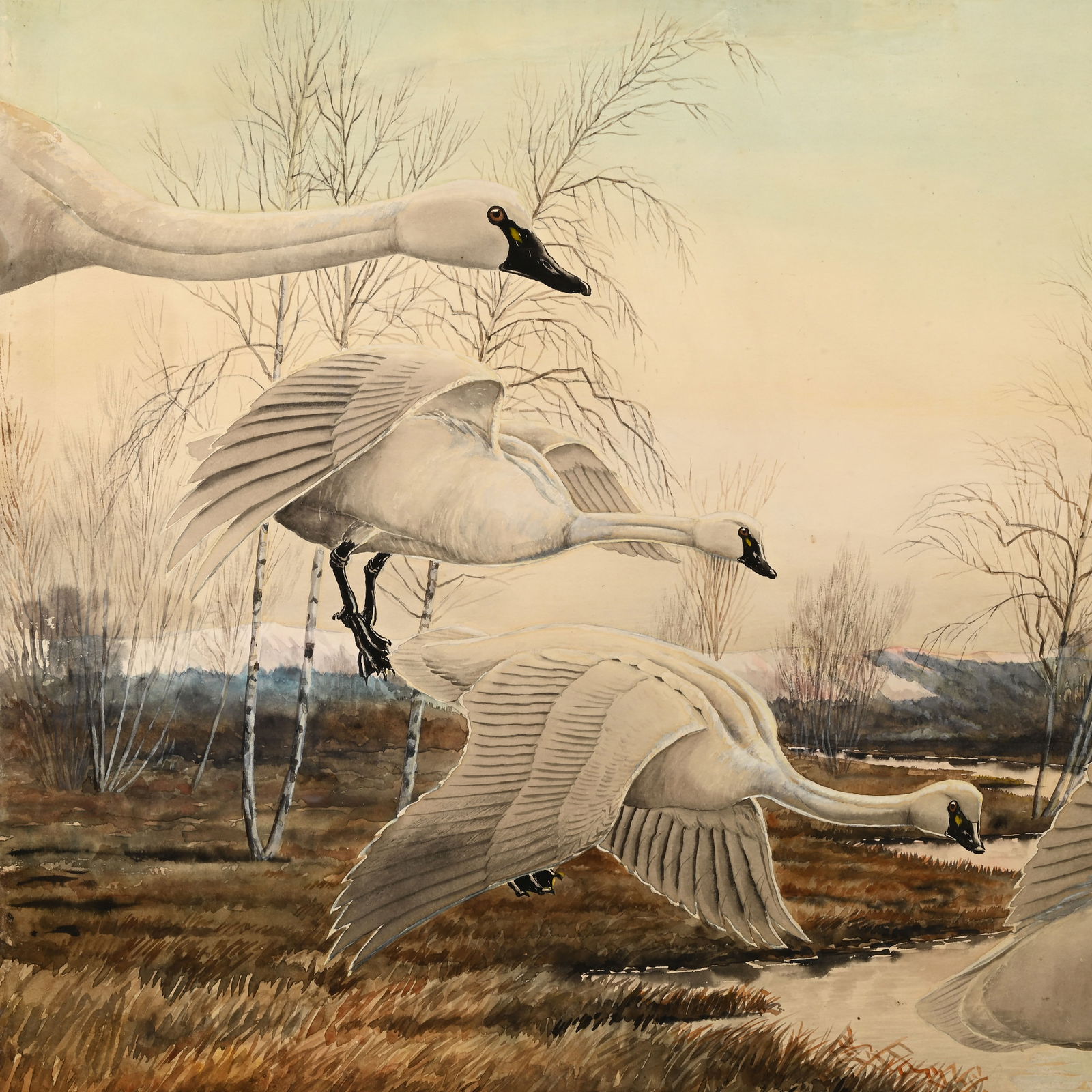 Rex Brasher - Trumpeter Swans - 5