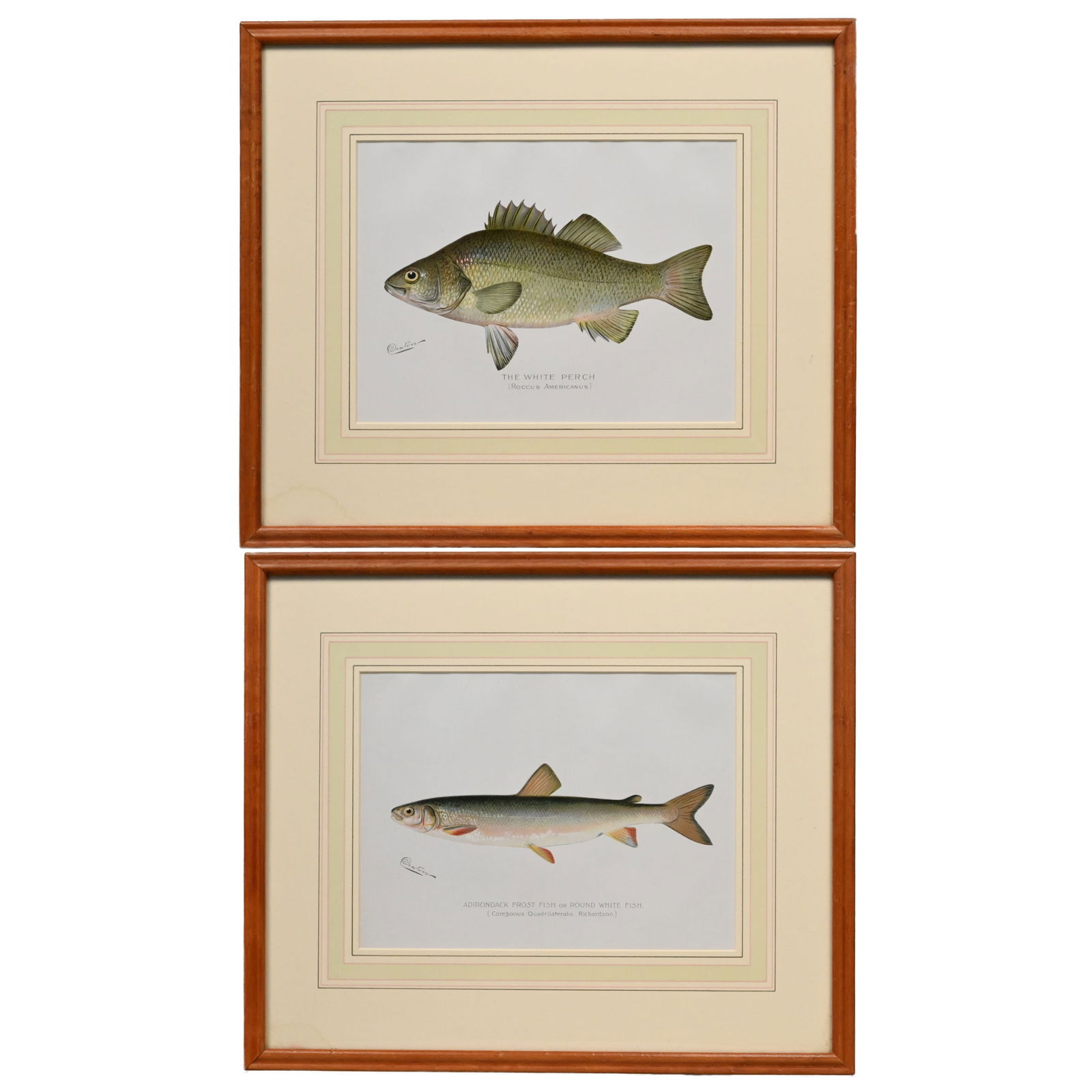 Sherman Foote Denton - Pair of Fish Prints (1 of 7)