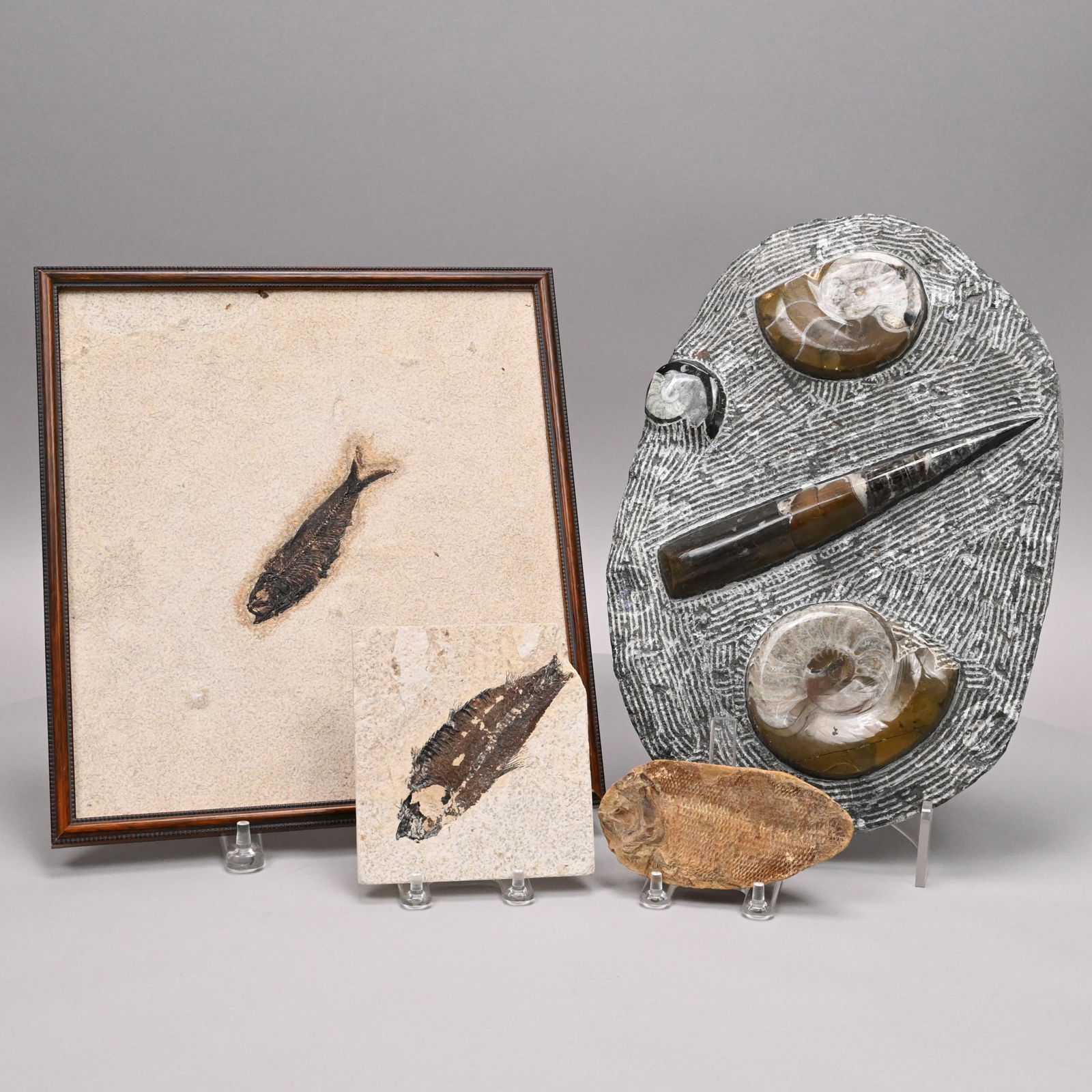 Large Fossil Group and Three Fossils: Large Fossil Group and Three Fossils. Comprising a stone with three polished ammonites (spiral cephalopods) and an orthoceras (ancestor of modern-day squid), two fish in limestone plates, and a