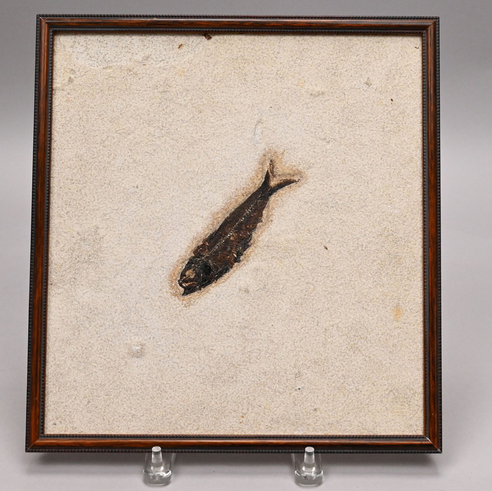 Large Fossil Group and Three Fossils - 2