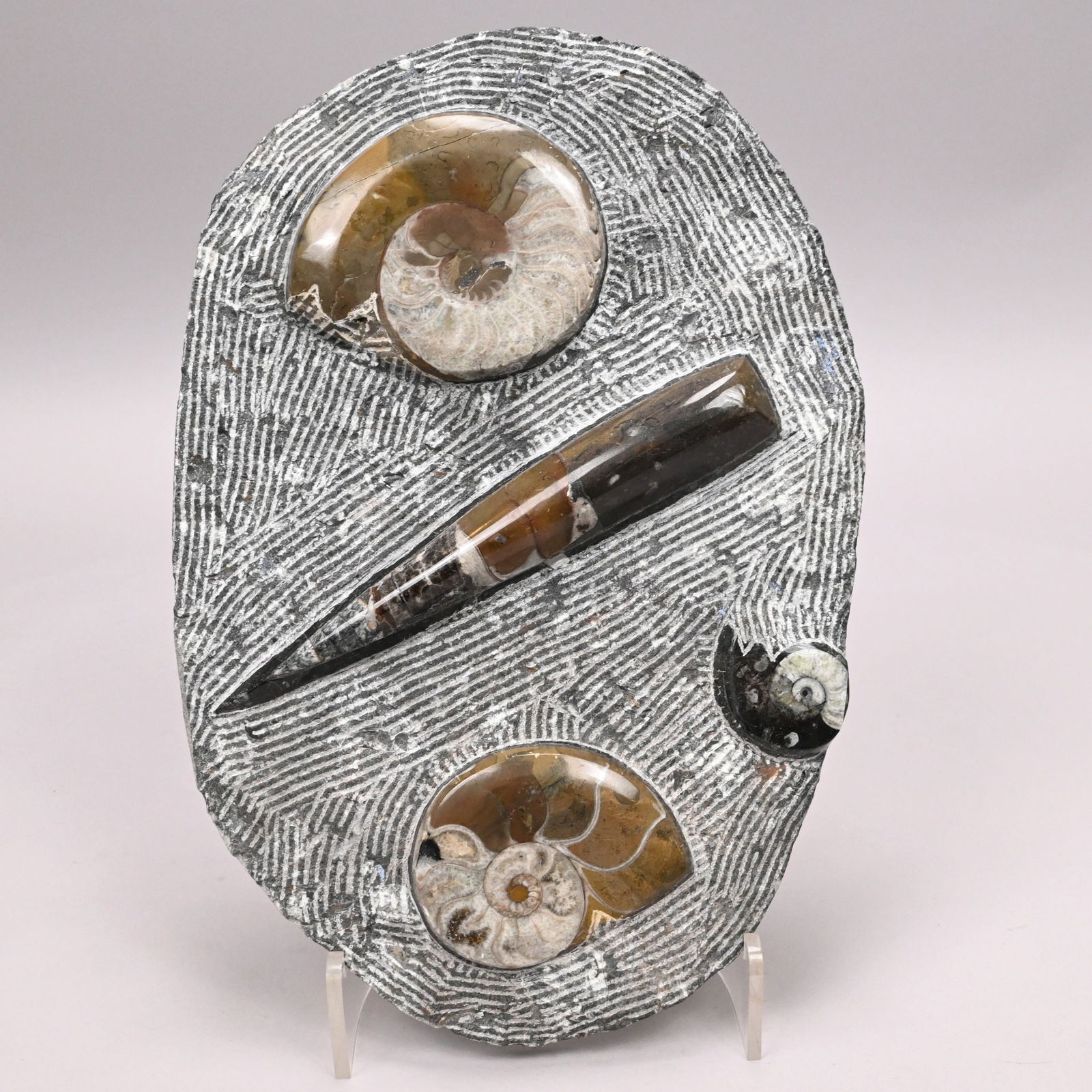 Large Fossil Group and Three Fossils - 4