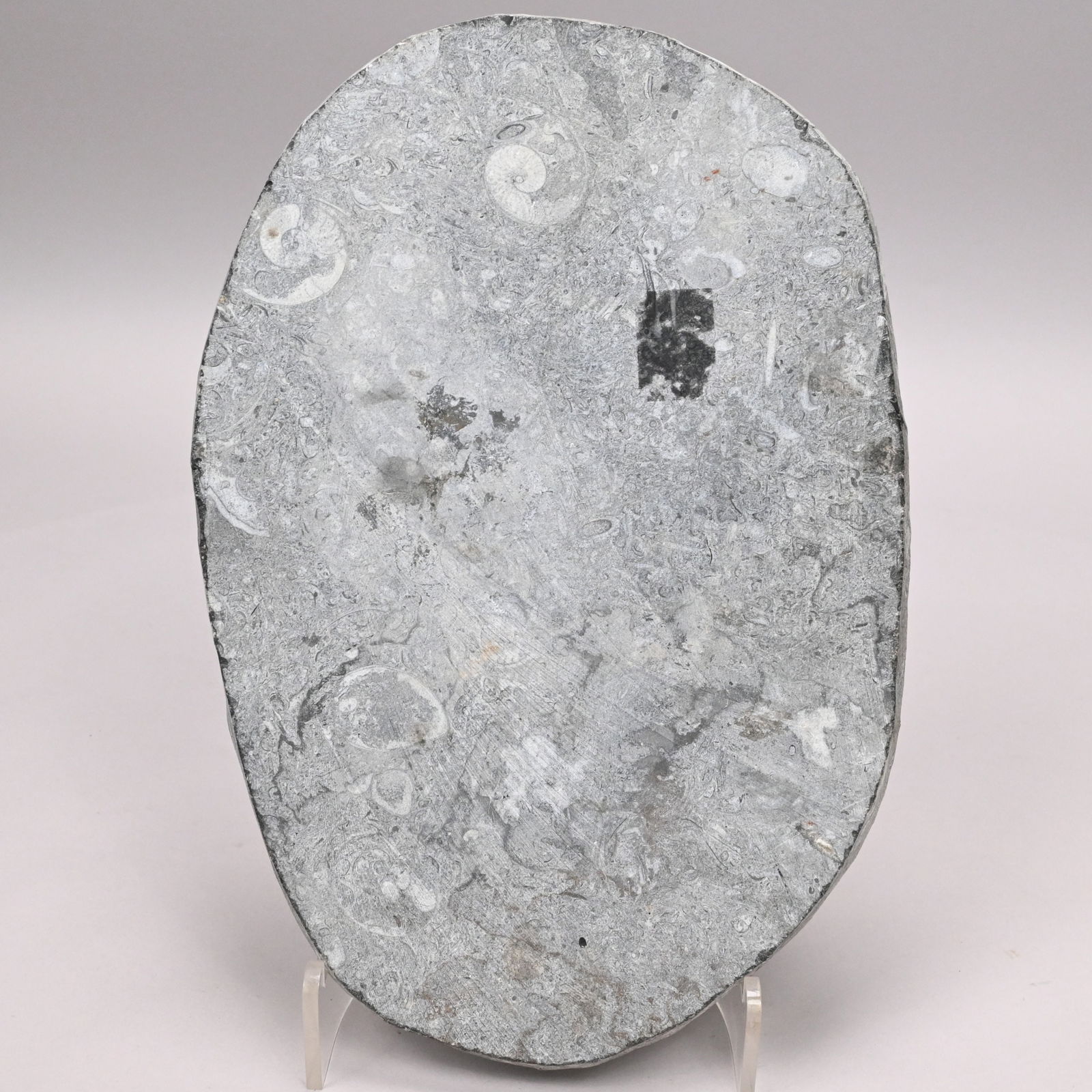 Large Fossil Group and Three Fossils - 5