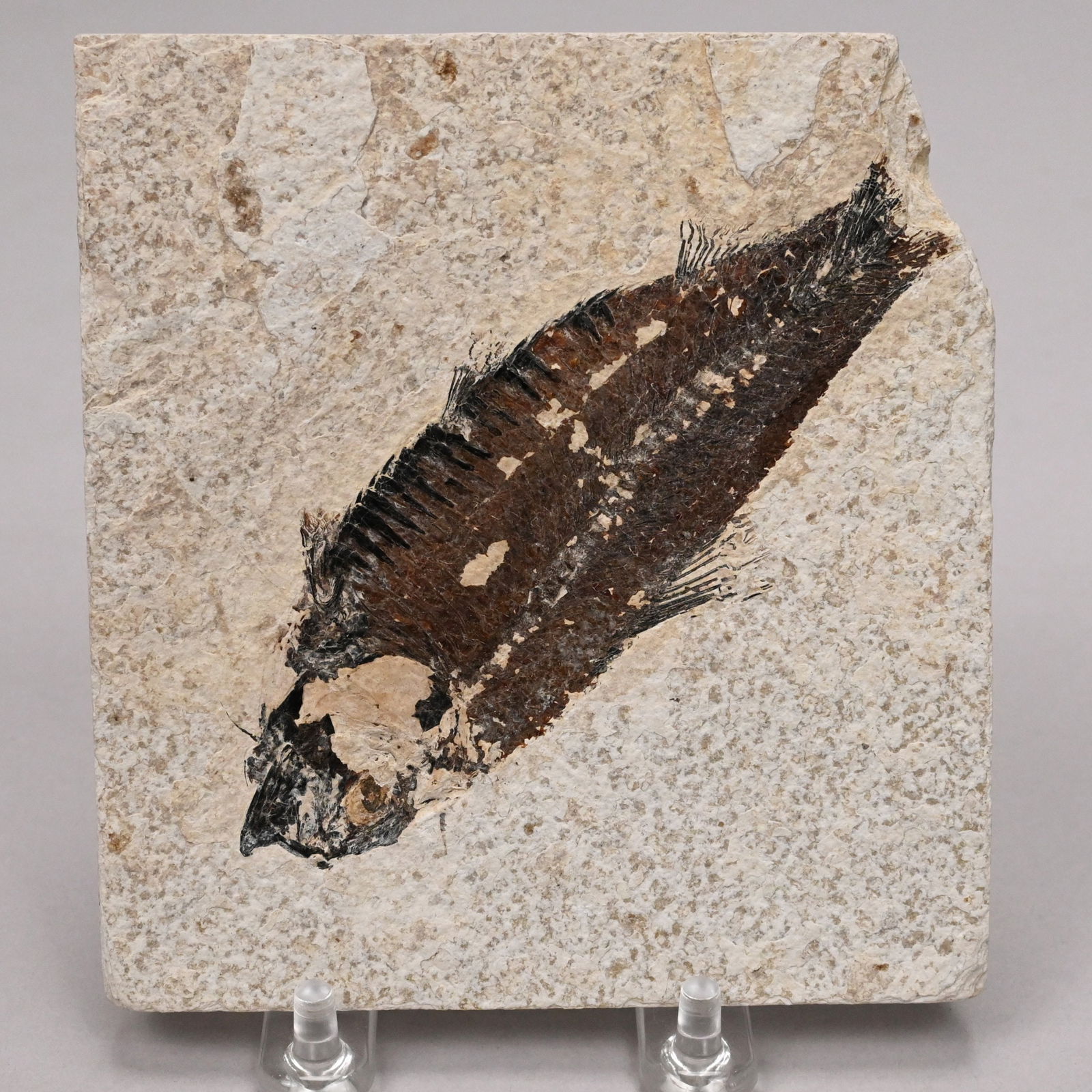 Large Fossil Group and Three Fossils - 6