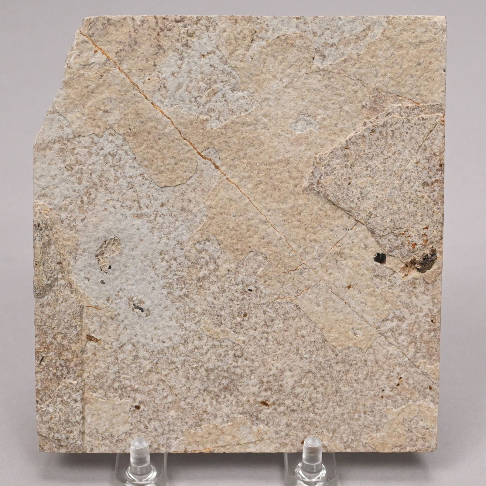 Large Fossil Group and Three Fossils - 7