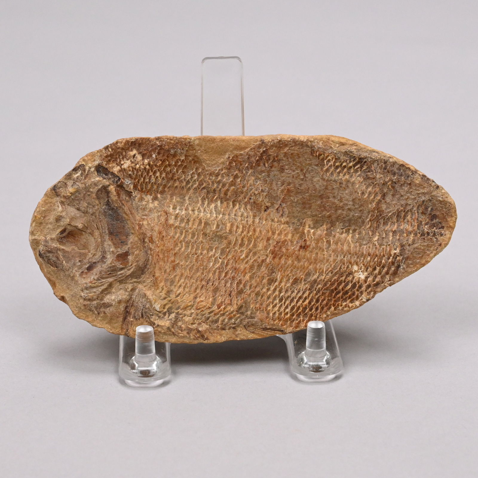 Large Fossil Group and Three Fossils - 8