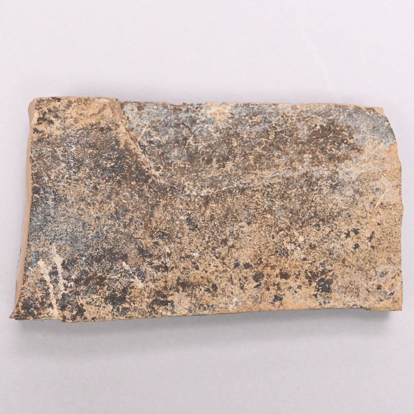 Fish Fossil, Possibly Genus Diplomystus - 2