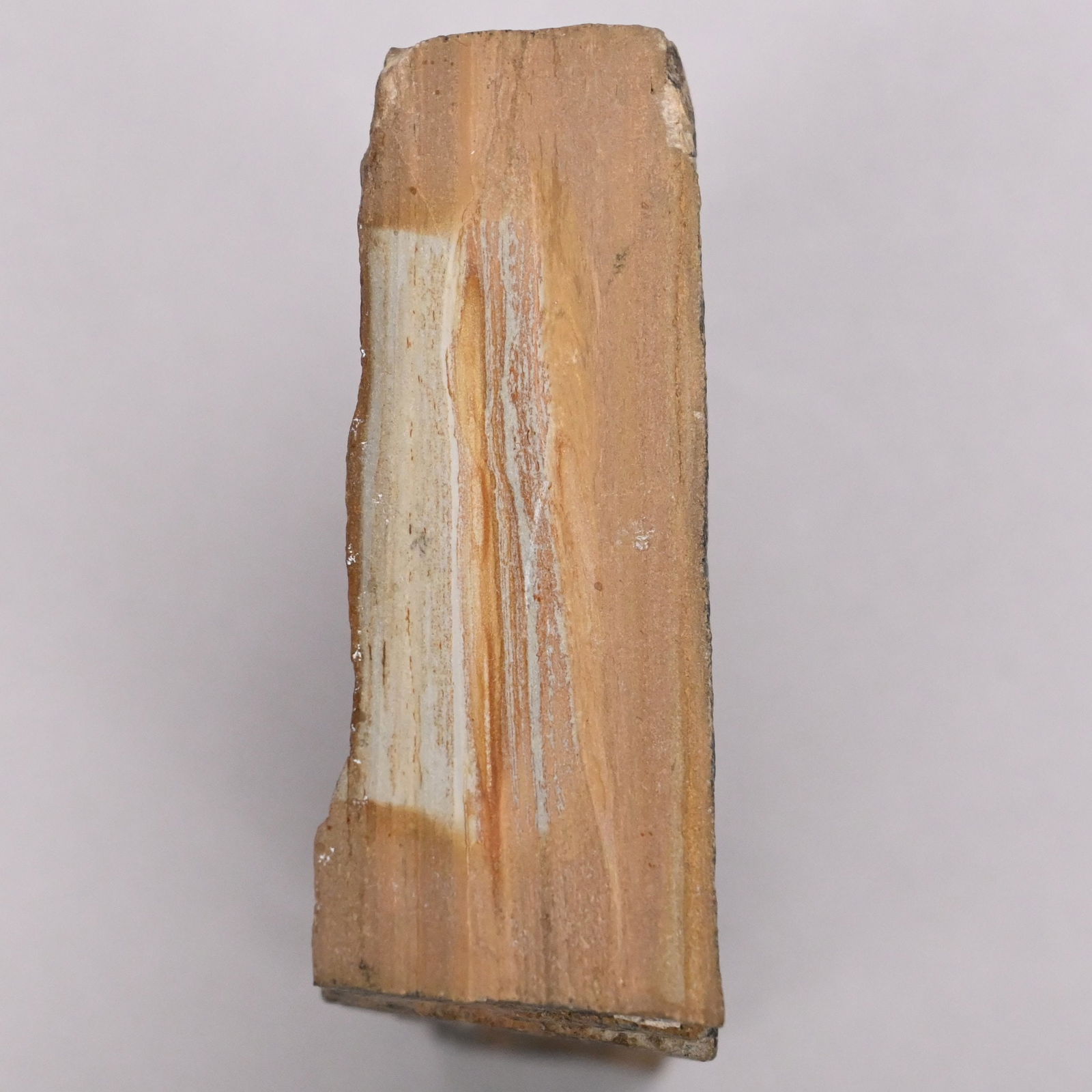 Fish Fossil, Possibly Genus Diplomystus - 4