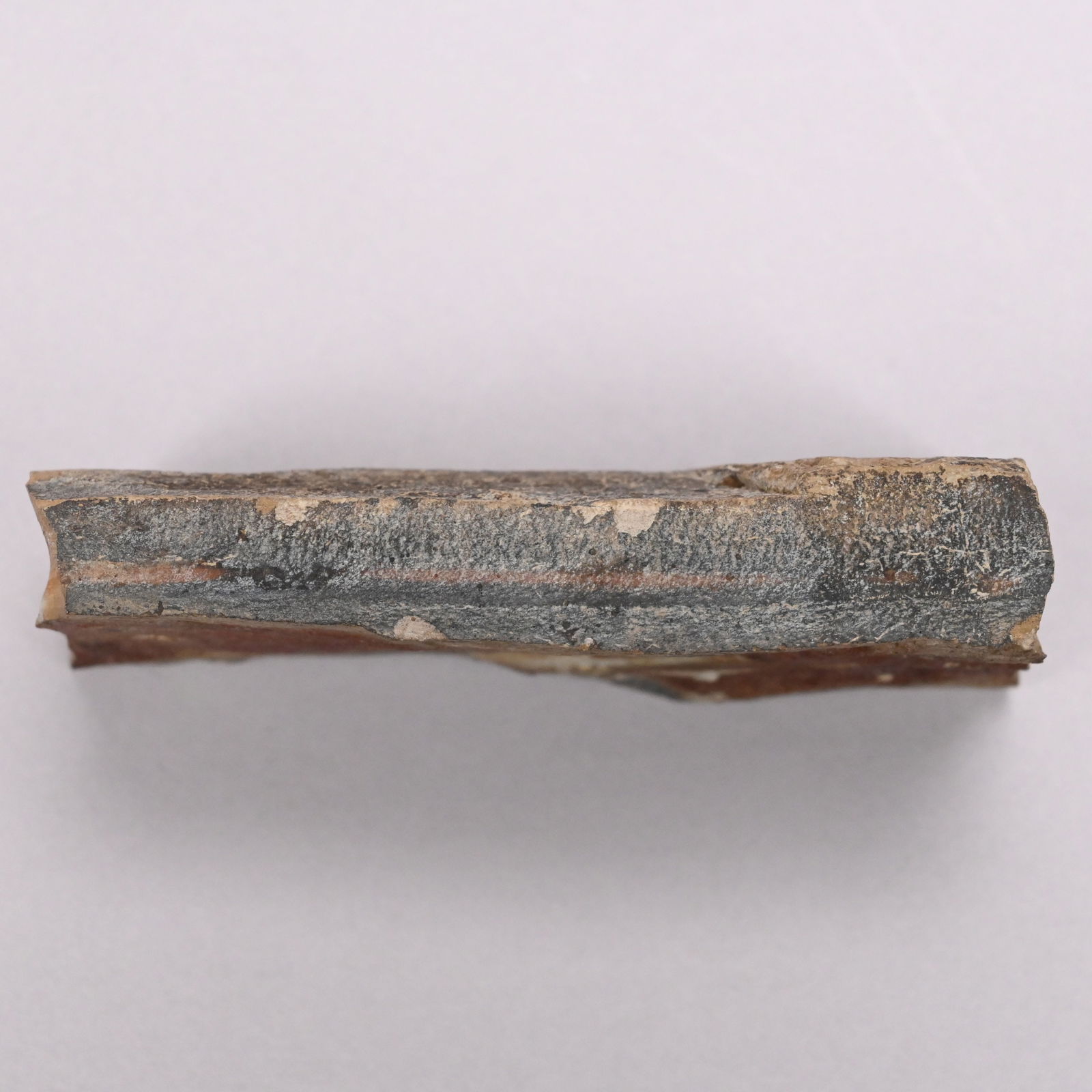 Fish Fossil, Possibly Genus Diplomystus - 5