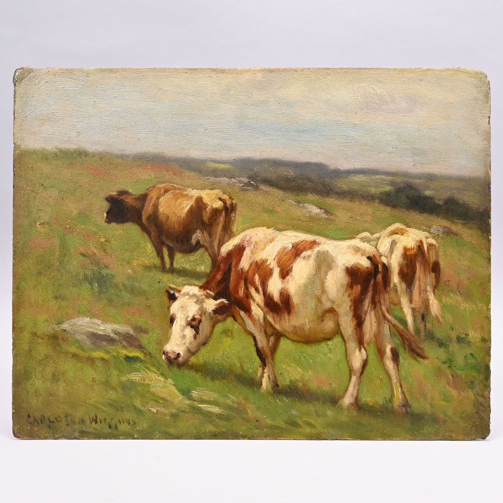 Carleton Wiggins - Guernsey Cows in a Pasture (1 of 5)