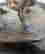 item-131354128=4