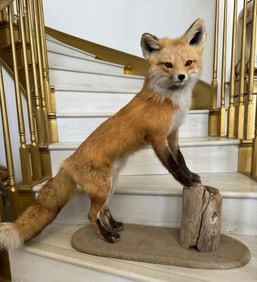 Red Fox Taxidermy