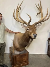 Huge Taxidermy Elk Sculpture