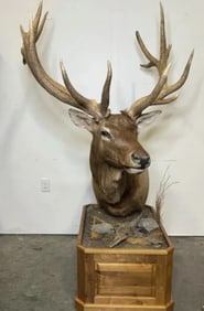 Huge Taxidermy Elk Sculpture