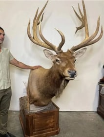 Huge Taxidermy Elk Sculpture
