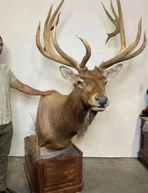 Huge Taxidermy Elk Sculpture