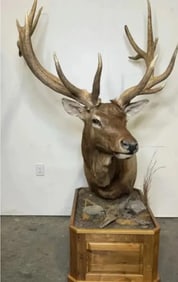 Huge Taxidermy Elk Sculpture