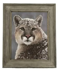 By Daniel J. Cox Mountain Lion Framed