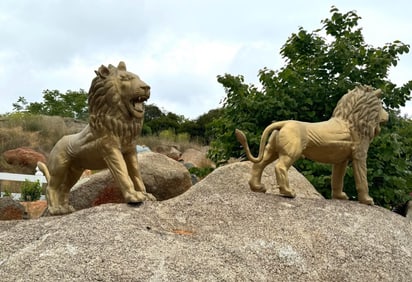 Pair of Life Size Bronze Lions