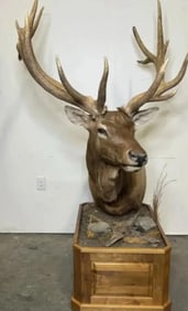 Huge Taxidermy Elk Sculpture