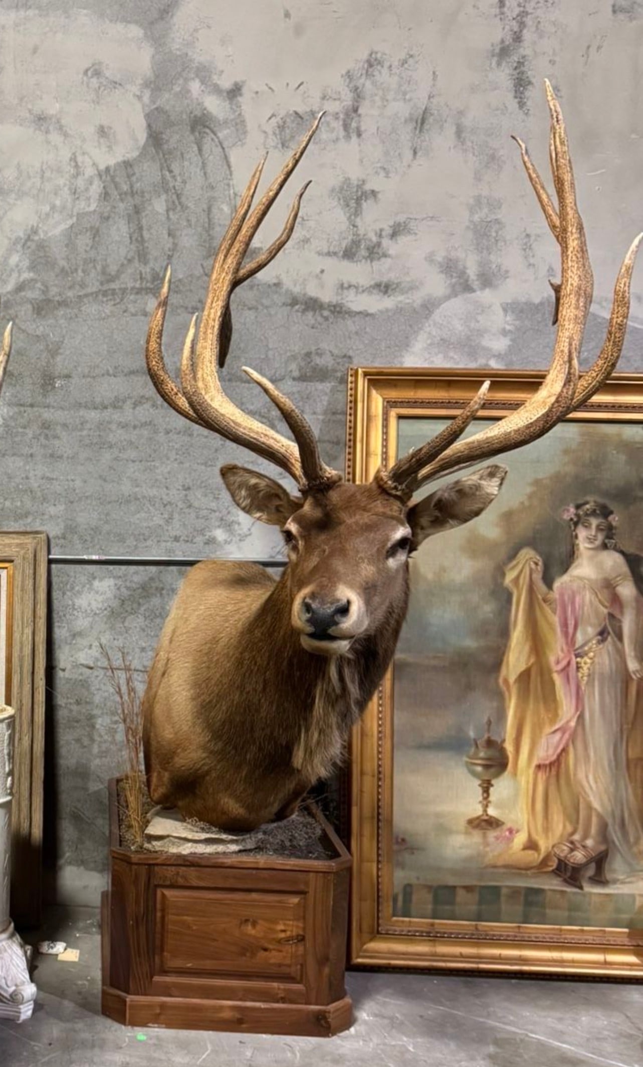 Taxidermy Elk (1 of 1)