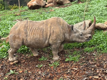 Life Size Baby rhinoceros Bronze Sculpture
