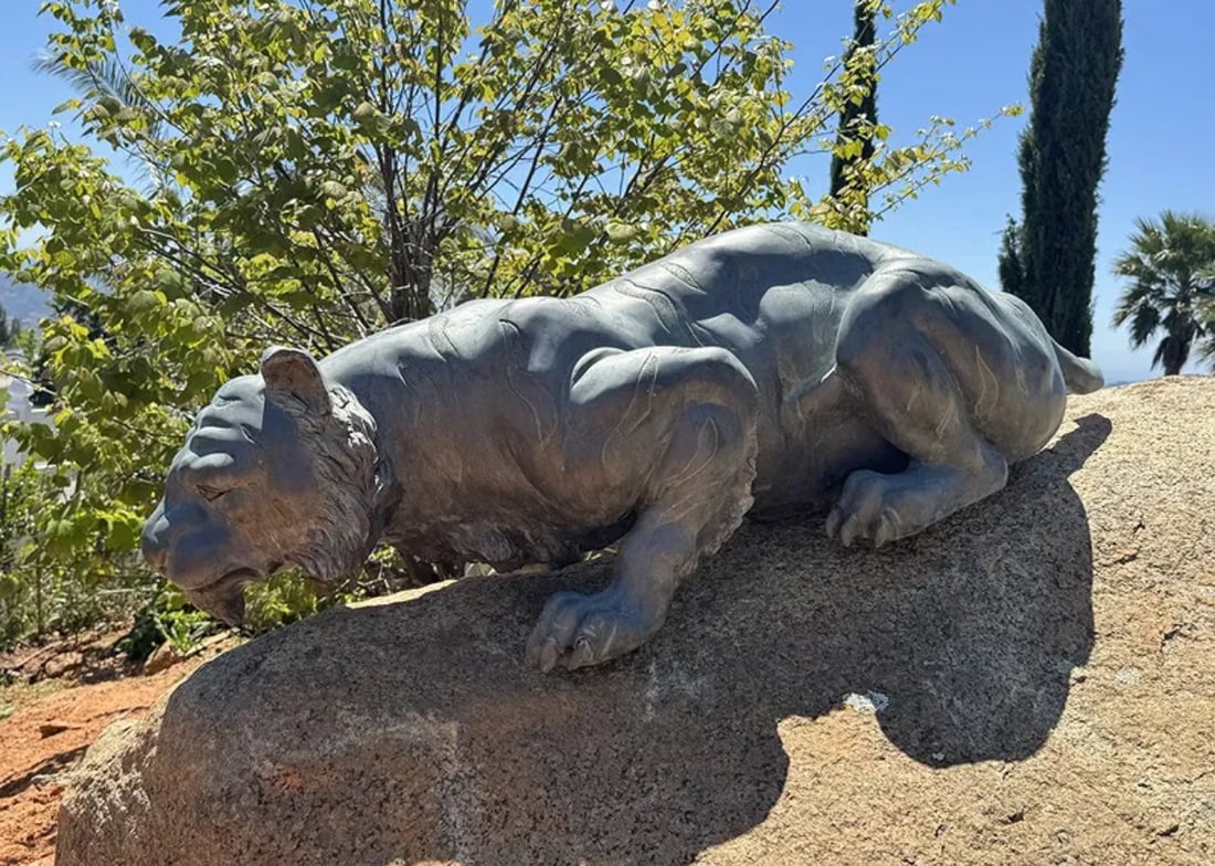 Life Size Bronze Tiger Sculpture: Size: 60 in x 20 in