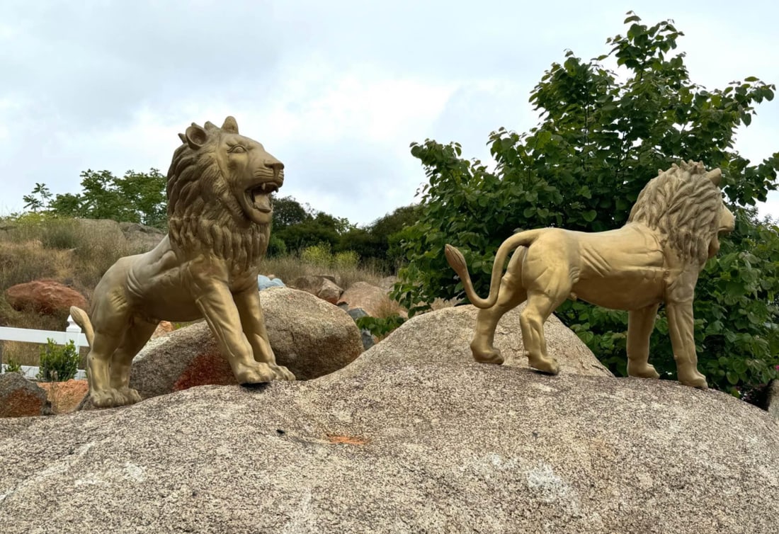 Pair of Life Size Bronze Lions: Size:65in x 45 in