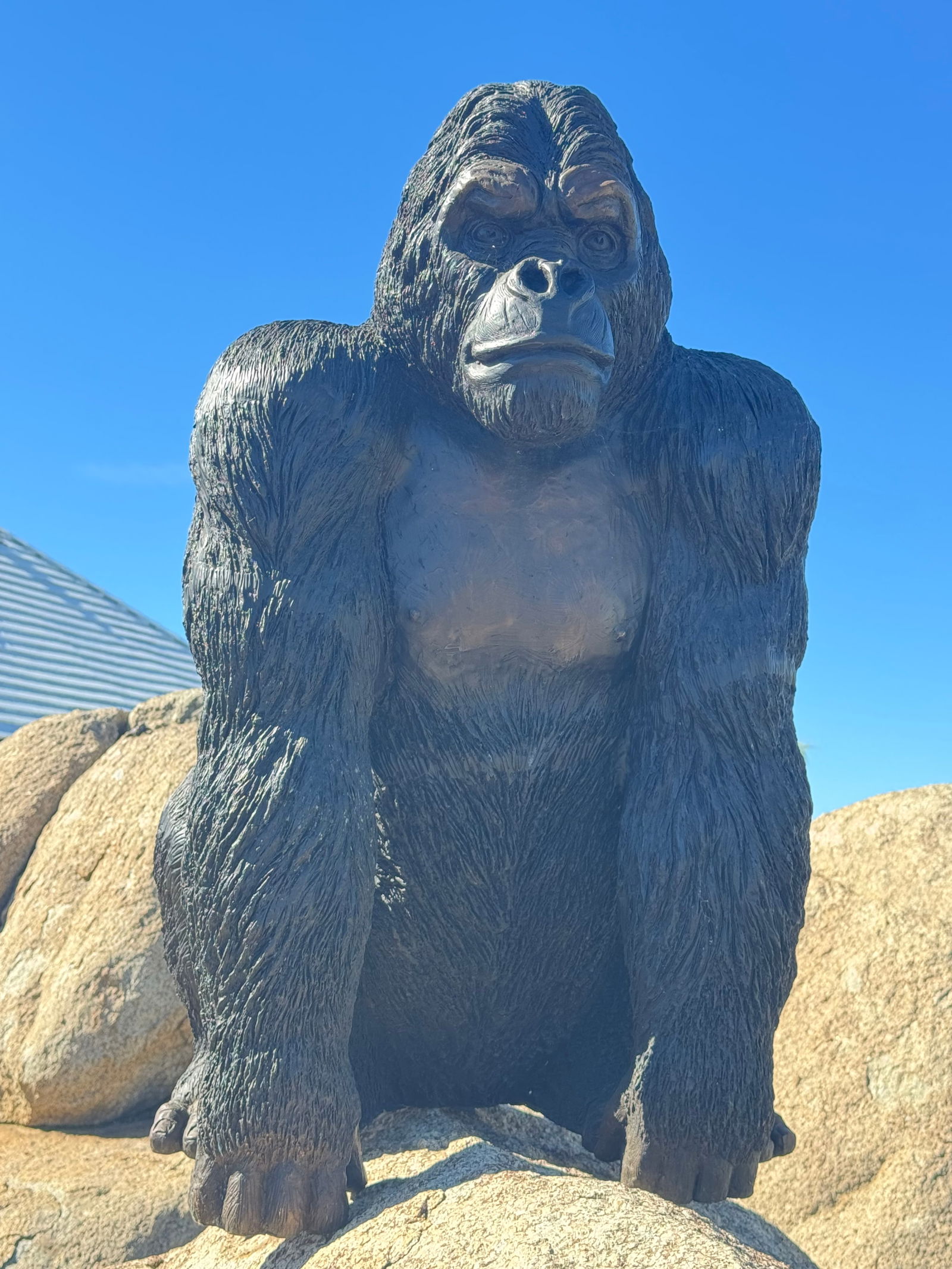 Life Size Bronze Orangutan Sculpture: Size: 40”. 30” x 30”