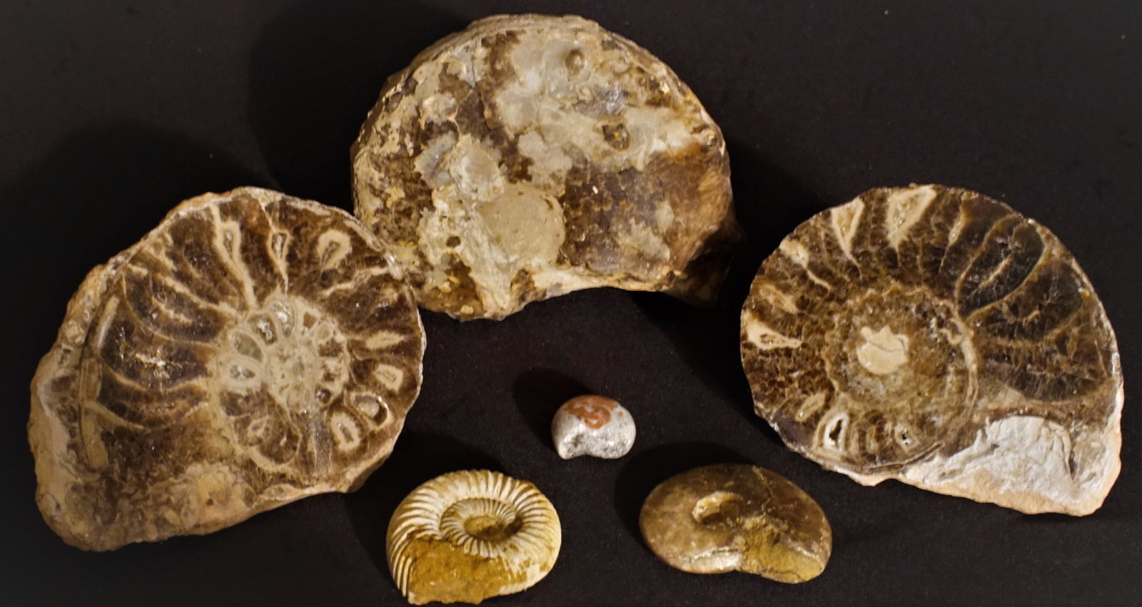 Ammonite Fossil Bundle: Lot of 5 Beautiful ammonite fossils. 1 Whole large ammonite, 2 Ammonite profile slices, 1 smaller ammonite and 2 agatized ammonite fossils