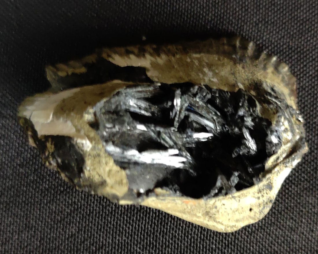 Vivianite Clam Shell Fossil From Kerch Crimea Ukraine (1 of 5)