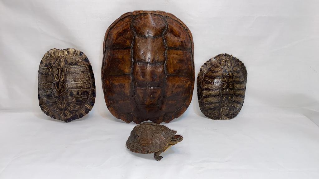 4 VARIOUS ANTIQUE TURTLE SHELLS (1 of 6)