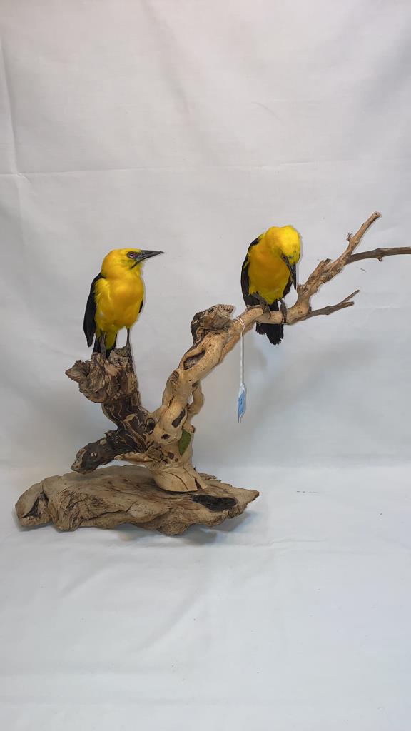 ANTIQUE TAXIDERMY OF 2 YELLOW AND BLACK BIRDS (1 of 4)