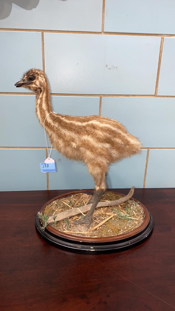 ANTIQUE TAXIDERMY BIRD (1 of 3)