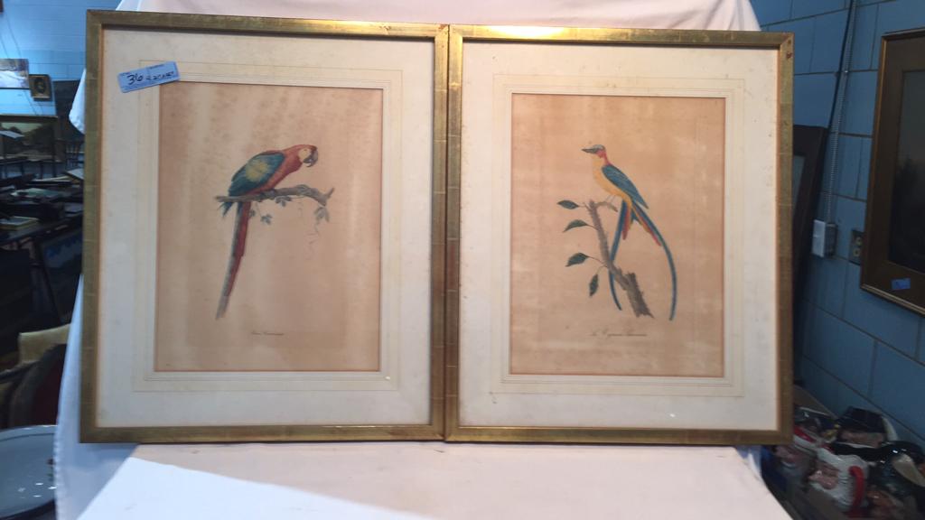 2 COLORED ETCHING OF PARROTS IN FRAMES (1 of 8)