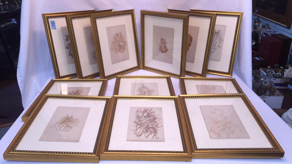 12 BOTANICAL SPECIMENS IN FRAMES (1 of 12)