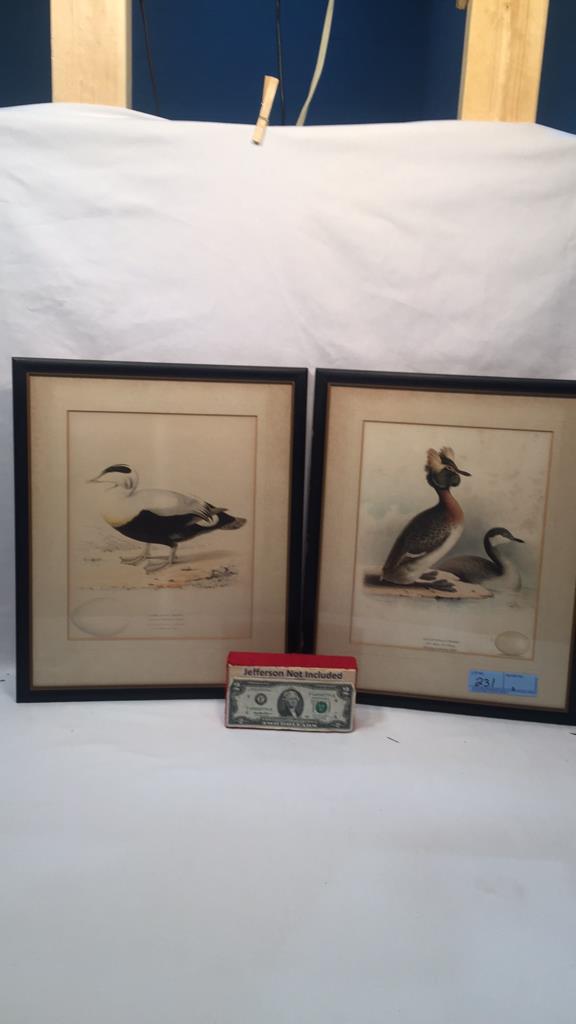 2 EARLY PRINTS OF EIDER & GREBE (1 of 9)