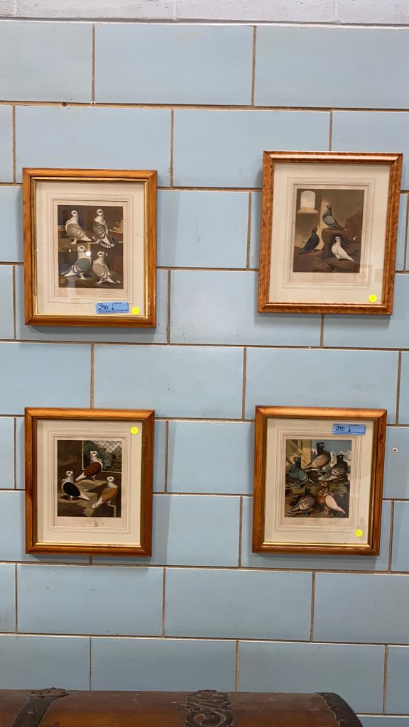 4 CASSELL'S PIGEON BOOK FRAMED PRINTS (1 of 9)