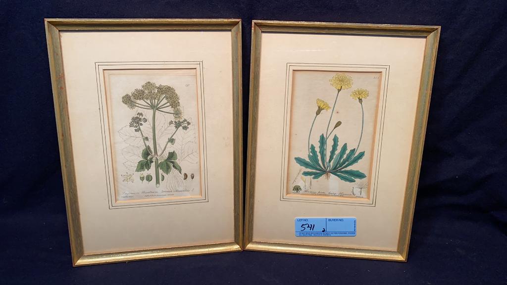 PAIR OF EARLY FRAMED FLOWER PRINTS (1 of 5)