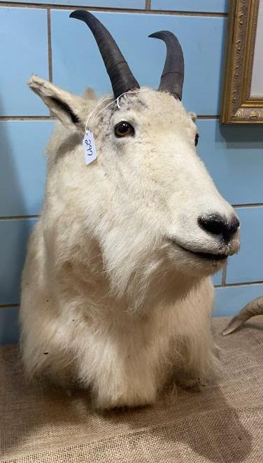 MOUNTAIN GOAT MOUNT: ~