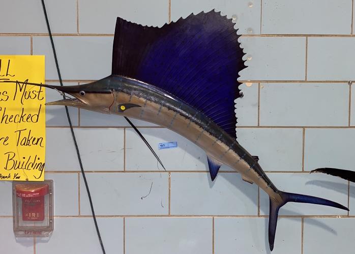 SMALL SAIL FISH MOUNT: ~