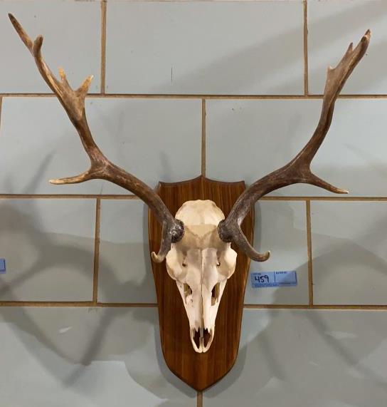 EUROPEAN AFRICAN DEER MOUNT: ALL AFRICAN MOUNTS HAVE THEIR PAPERWORK FROM WHEN THEY WERE TAKEN AND BROUGHT HERE