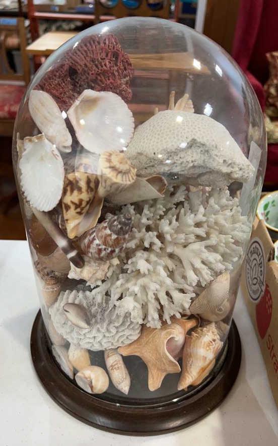 LARGE GLASS DOME FILLED WITH SEASHELLS: 12" HIGH